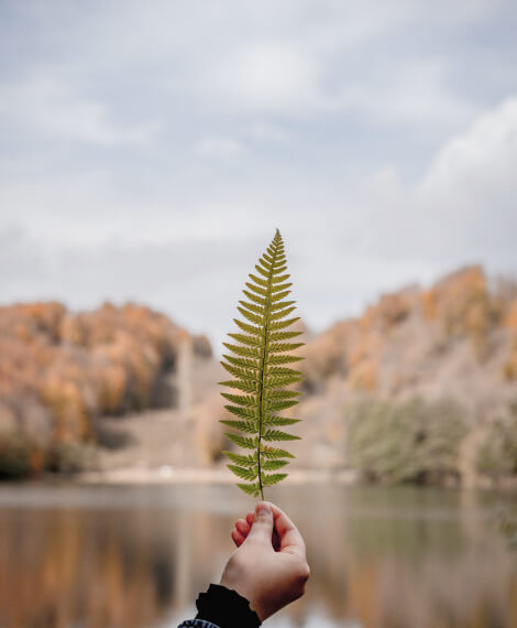 Leaf 2